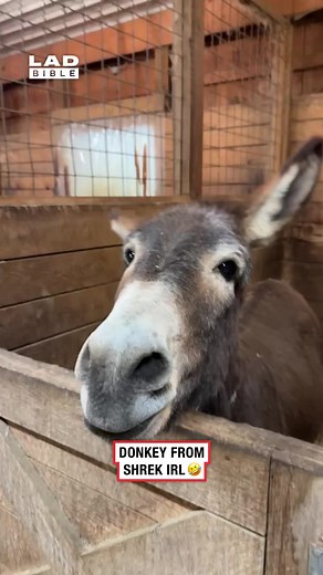 Why does it look like he's actually saying the words 🤣😭 (🎥: Collab) #ladbible #funnyvideos😂 #animals #donkeysoftiktok #donkeyshrek #shrek #meme