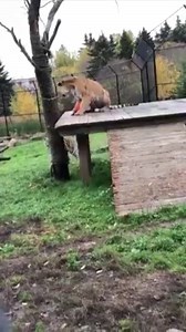 6.8K views · 80 reactions | This tiger got a new play toy (and snack) earlier this week — with Halloween just around the corner! ⁠ Thanks to the Magnetic Hill Zoo for sharing this fun video with us. | Follow us: www.cbc.ca/nb | Facebook
