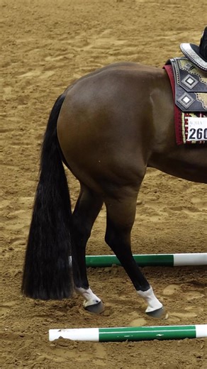 106K views · 999 reactions | #horsejudging #trailhorse | Livestockjudging.com | Facebook