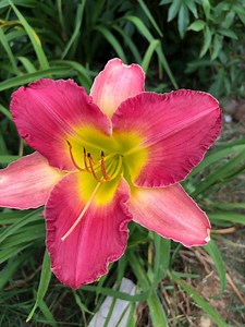 Fragrant Pink Color Daylilies Plants for Your Garden Easy to Grow Plants, Perennial, Booming Flowers Daylily - Etsy