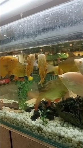 hamen dekhkar fish ka reaction#fish #fishshorts #trending #trend
