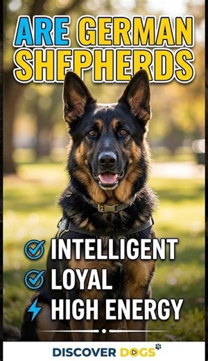 Things to Know Before Getting a German Shepherd 🐶 | The Perfect Family Dog?