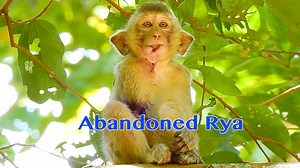 52K views · 1.4K reactions | So Sadness To See Abandoned Rya Try To Siting Alone On The Tree So Worry About Her Hand | Pigtail Monkey Daily | Facebook