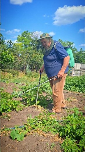 Effective Colorado Potato Beetle Treatment — Simple and Reliable Methods! #organicgardening #diy