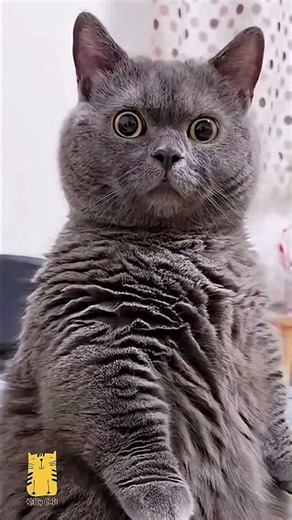 Funny Cat & Cute Kittens817😻 #shorts #kucing #kucinglucu #funny #pet #cat #foryou #viral #viralvideo