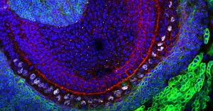 Advances in Stem Cell Biology