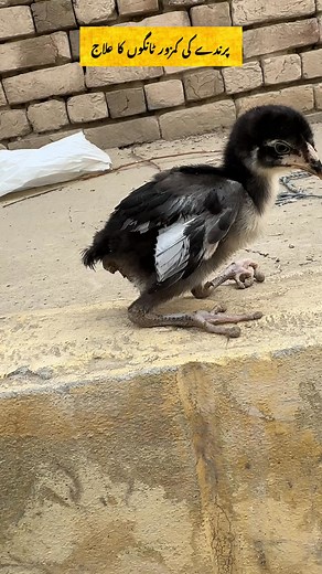 876K views · 9.7K reactions | Treatment for weak legs in birds #treatment #paralyse #minizoo #viralreel #poultry #fblifestyle | Ch Shani Vlogs | Facebook
