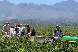 Cape Winelands Markets » CapeMarkets