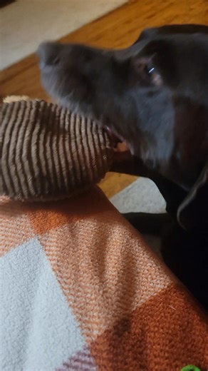 Say hey to Baxter, but say it loud so he can hear it over the squeaky toy. 😅 (Turn on the sound) | Tristan Shout