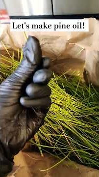 Let me show you how to make pine oil. #oil #pine #trees #aromatherapy #benefits #salve