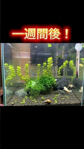 初心者水草水槽立ち上げ1週間の変化 #アクアリウム初心者