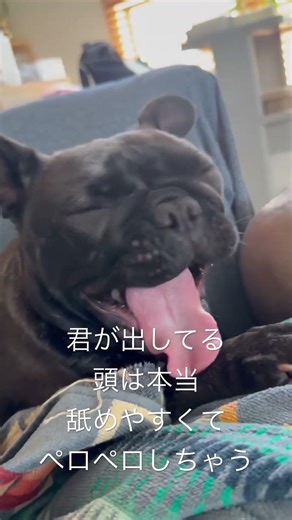 夜勤明けパパとフレブルのぱむ #フレンチブルドッグ #頭舐める犬