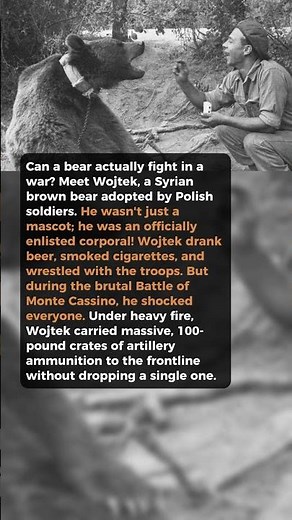 The Bear That Became a WW2 Hero #history #ww2
