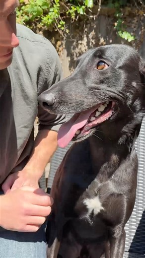 The visual signs of a healthy dog diet