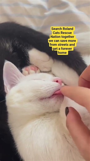 Search Roland Cats Rescue Nation