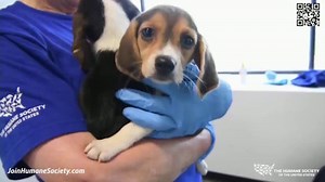 Humane Society of the United States TV Spot, '4,000 Beagles'