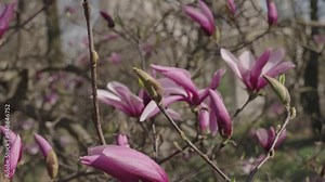 Magnolia blossom. Beautiful purple spring magnolia flower on a tree. Magnolia flower in bloom in spring. Spring nature. Magnolia with blooming flower. Blossom spring season. Blossom tree