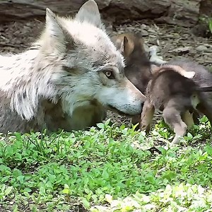 150K views · 40K reactions | All you need is love and lobos ❤ | Wolf Conservation Center | Facebook