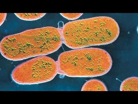 Bacteria reproduction