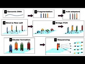 Steps of Next Generation Sequencing Method