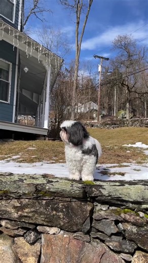 Shih Tzu Dog Breed Fun Facts