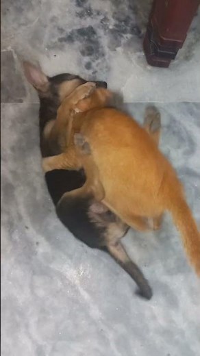 Unstoppable Dog vs Cat Play Fight 😍 😂 | Dog and Cat Funny Fight → Unexpected Bonding 🐶🐱