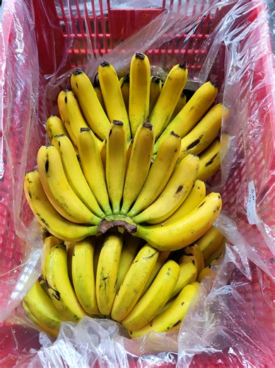 open order mulai hari ini 👍 WA 081252778695 Desa Deyeng - kec.Ringinrejo KEDIRI - JAWA TIMUR #hokibanana #pisangambon #pisangmbg #pisangviral #ripeningpisang @SPPG SRIKATON NGANTRU @SPPG RINGINPITU @SPPG Bendosari Ngantru @SPPG SANANKULON @SPPG Deyeng Ringinrejo @sppg