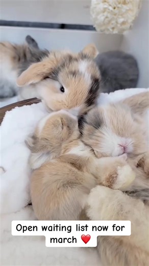 Snuggle with Adorable Baby Bunnies Tomorrow!
