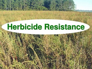 Herbicide Resistance - SlideServe