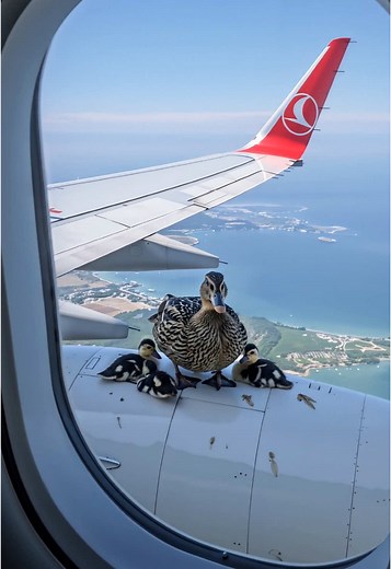 Exploring Video Art Through Airplanes and AI