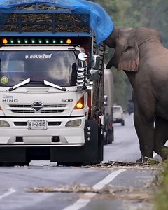 Elephant stops truck to grab some sugarcanes! | MetDaan Nails