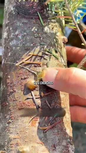 👀 Si un jour t’es perdu en forêt…