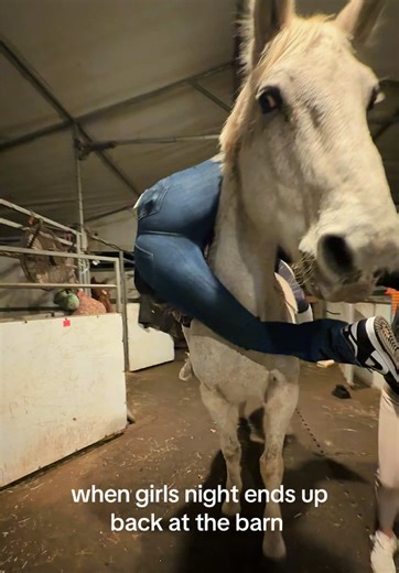 he’s definitely more than a one trick pony after this night | horses