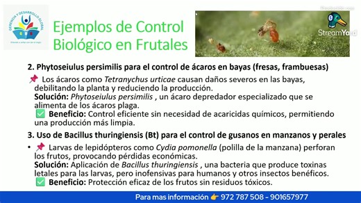 𝐂𝐔𝐑𝐒𝐎 𝐃𝐄 𝐀𝐂𝐓𝐔𝐀𝐋𝐈𝐙𝐀𝐂𝐈𝐎́𝐍: MANEJO INTEGRADO DE PLAGAS (MIP) Y CONTROL BIOLÓGICO EN FRUTALES Y HORTALIZAS 𝐒𝐨𝐥𝐢𝐜𝐢𝐭𝐚 𝐓𝐮 𝐂𝐞𝐫𝐭𝐢𝐟𝐢𝐜𝐚𝐝𝐨 𝐦𝐚𝐬 𝐌𝐚𝐭𝐞𝐫𝐢𝐚𝐥 𝐝𝐞 𝐄𝐬𝐭𝐮𝐝𝐢𝐨 𝐲 𝐂𝐥𝐚𝐬𝐞 𝐆𝐫𝐚𝐛𝐚𝐝𝐚: https://wa.link/rg9qwg 901657977 | Gerencia Y Desarrollo Global