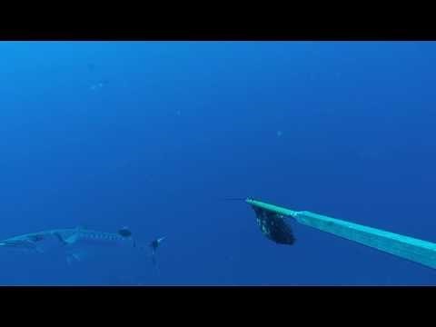 Great Barracuda, Sphyraena barracuda