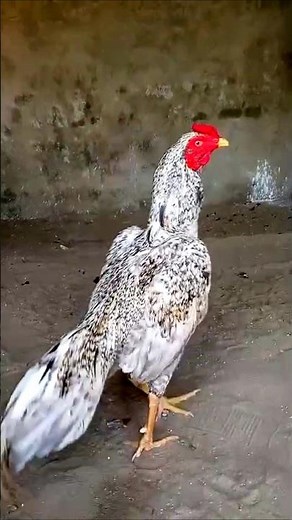Most Beautiful Asil Murgha 🐓 | Pakistani Aseel Rooster Short Video | Asil King Official