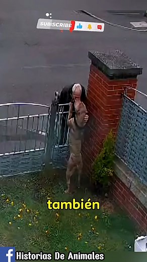 2.4M views · 63K reactions | Este perro siempre saluda a su amigo humano #perros #animales #mascotas #dogs #reeslviral #reelsviral | Historias De Animales | Facebook