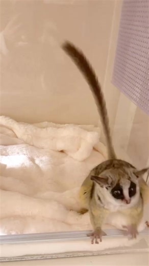 Discover the Galago: Unique Nocturnal Primate of Africa