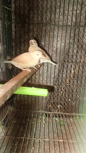 fawn java #birds #lovebirdsfarming #lovebird #shorts #shortsfeed #shortsviral #shortvideo