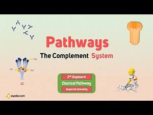 The Complement System - Pathways