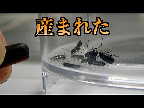 cockroach eggs hatched