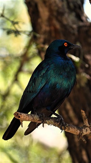 The Cape Glossy Starling’s glossy feathers and lively behavior add color and life to Kruger’s diverse bird community in South Africa. #southafrica #krugernationalpark #capeglossystarling #safari #travel #birdlife #travelgram #visitsouthafrica #africansafari #explorepage #trendingvideos #viral | Madbookings - Travel Experts in Africa & Asia
