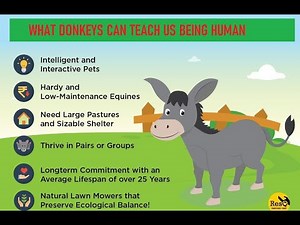 What Donkeys can teach us being human I Donkey