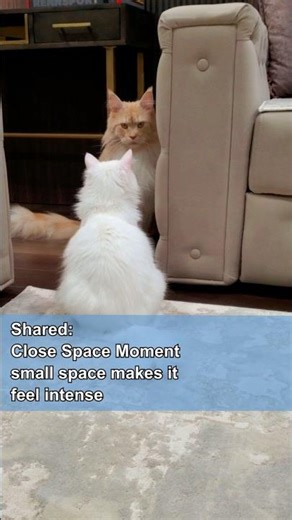Attention Hierarchy in Cats. I #shorts #cats