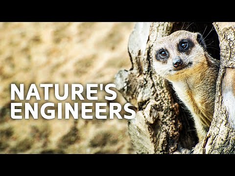 How Do Animals Build Their Homes?