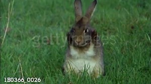 Animals Around Me Remake