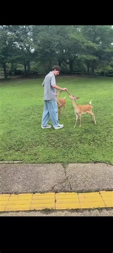 #funny #deer #fyp #fight | deer
