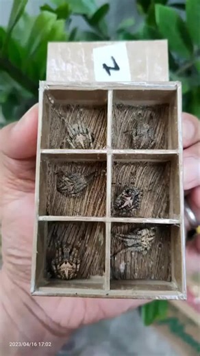 Exploring Insect Collections in Wooden Boxes
