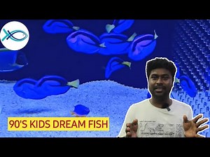 How to Care for a Blue Tang (Dory) in a Marine Aquarium