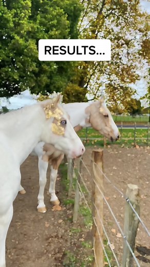 MAIJA (@maija.vance)’s videos with original sound - MAIJA